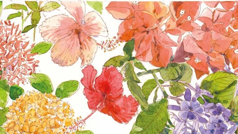 458 วาดเมือง ดอกไม้ของฤดูร้อน