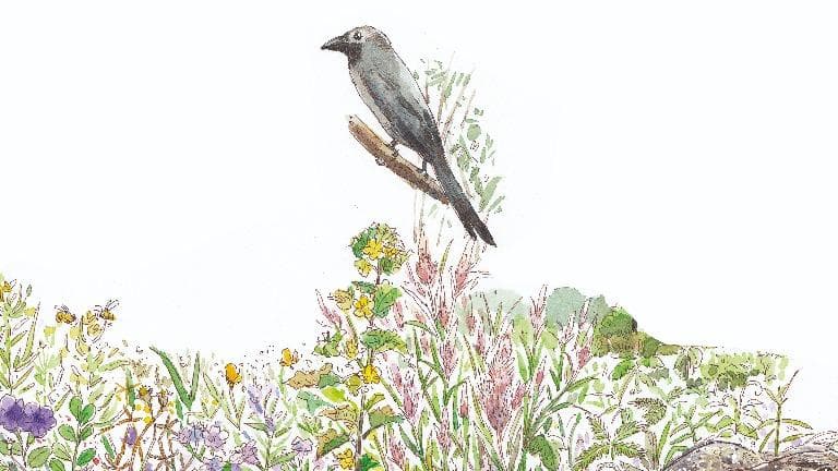 444 วาดเมือง สัตว์ป่าในเมือง