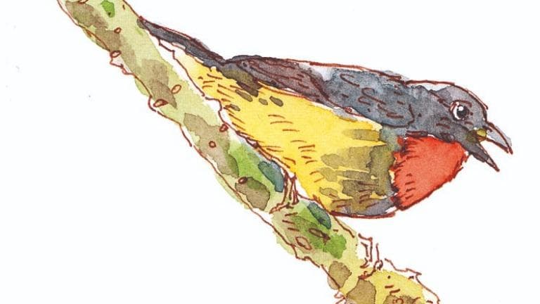 452 วาดเมือง อุทยานแห่งชาติ กีนาบาลู