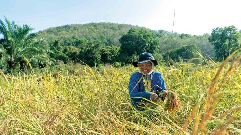460 ข้าวไร่สงขลา ห้องเรียนท้องนาบ้านคลองยอ