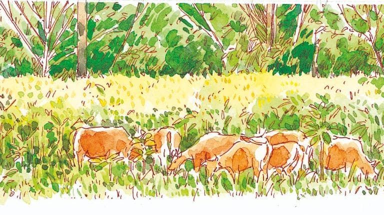 453 วาดเมือง ห้วยขาแข้งปลายฤดูฝน