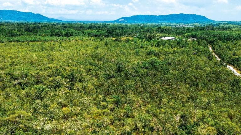 459 เทรนด์ฮิต ปลูกป่า มายาคติ กับการทำลายความหลากหลายทางชีวภาพ