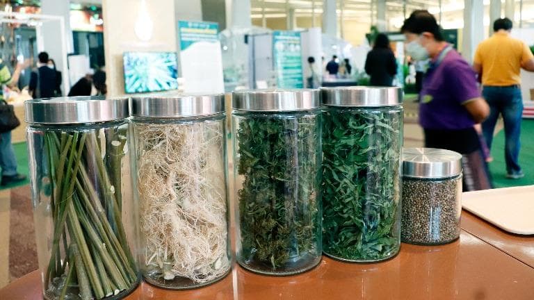 444 กระท่อม-กัญชา ในตำรับหมอยาพื้นบ้าน