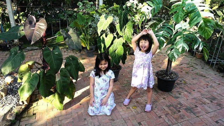 431 #แชะ&แชร์ ไม้ใบที่รัก