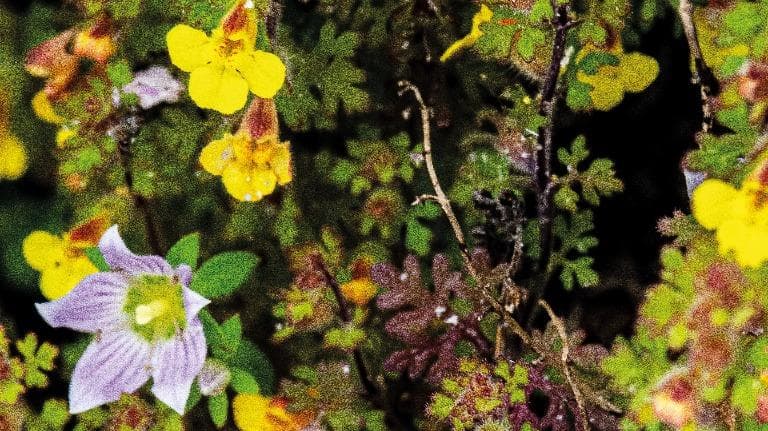 ลองอ่าน 442 มหัศจรรย์พันธุ์ไม้ ดอยหลวงเชียงดาว