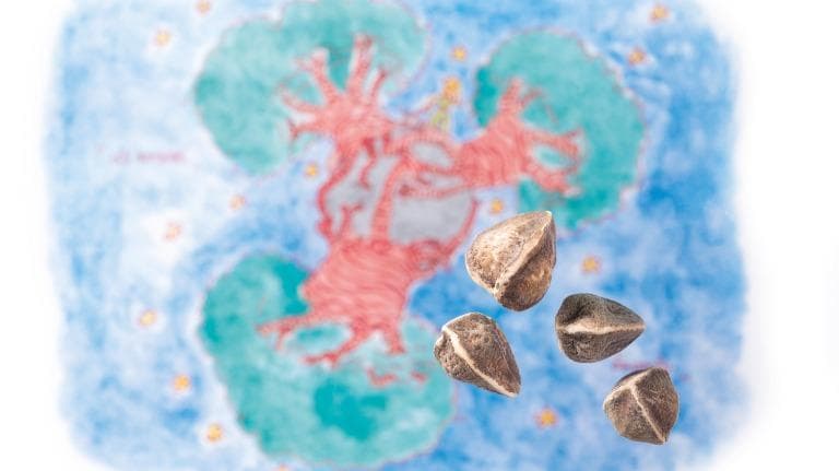 421 ธรรมชาติ ทํามาโชว์ เบาบับ  ลูกไม้จากดาวเคราะห์น้อย บี ๖๑๒