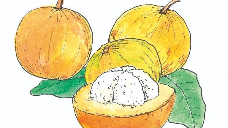 448 ท้ายครัว มาเก็บกระท้อนเปรี้ยวกินกันเถอะ