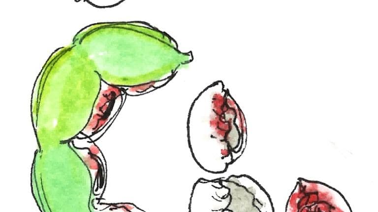 445 ท้ายครัว โอชะแห่งมะขามฝาด