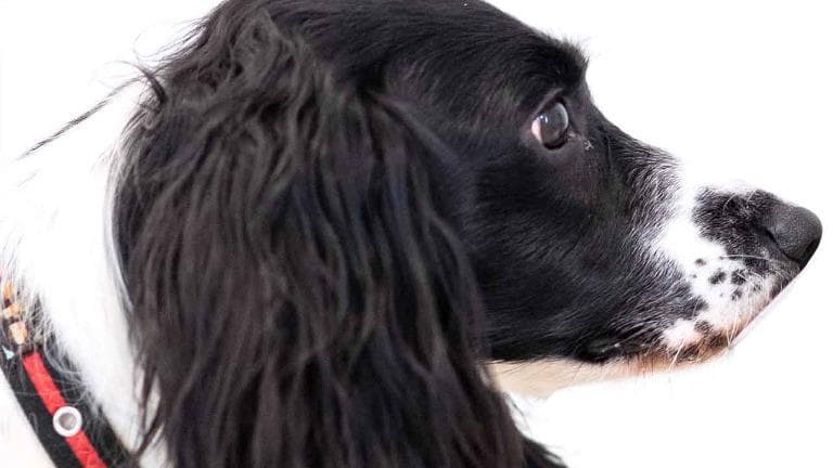 455 วิทย์คิดไม่ถึง ตรวจมะเร็งด้วยการดม