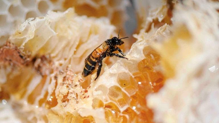 ลองอ่าน 464 คน พึ่ง ผึ้ง ล่อผึ้งหลวงในป่าเสม็ดขาว