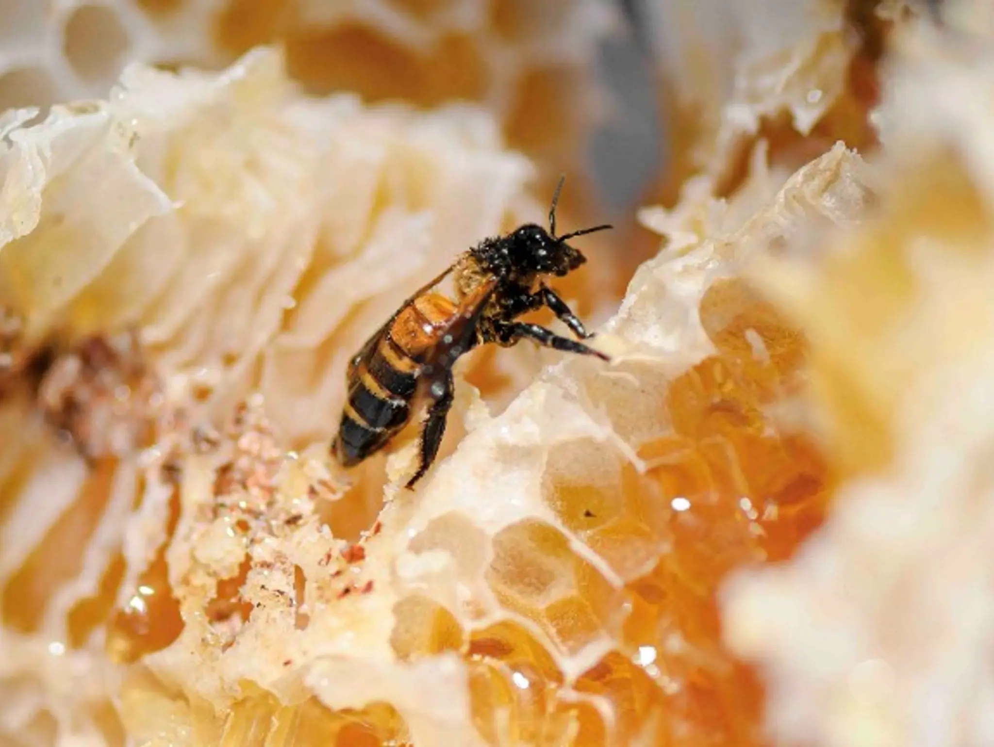 ลองอ่าน 464 คน พึ่ง ผึ้ง ล่อผึ้งหลวงในป่าเสม็ดขาว