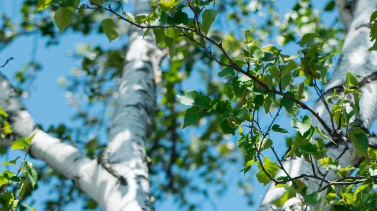 431 จากบรรณาธิการ ใบแลบ้าน