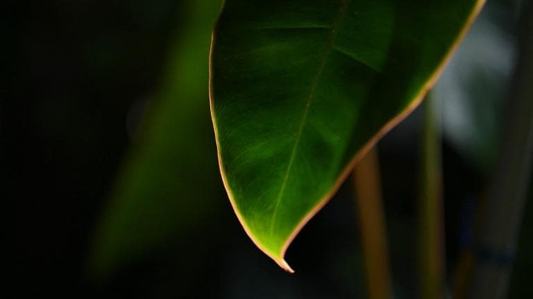 431 Urban Forest การดูแลไม้ใบ