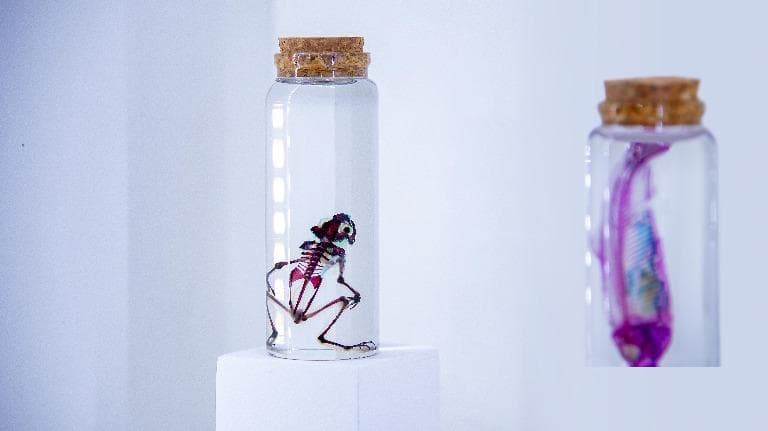 446 ธรรมชาติ ทํามาโชว์ “ดองใส”เปลือยชีวิตด้วยสีสัน