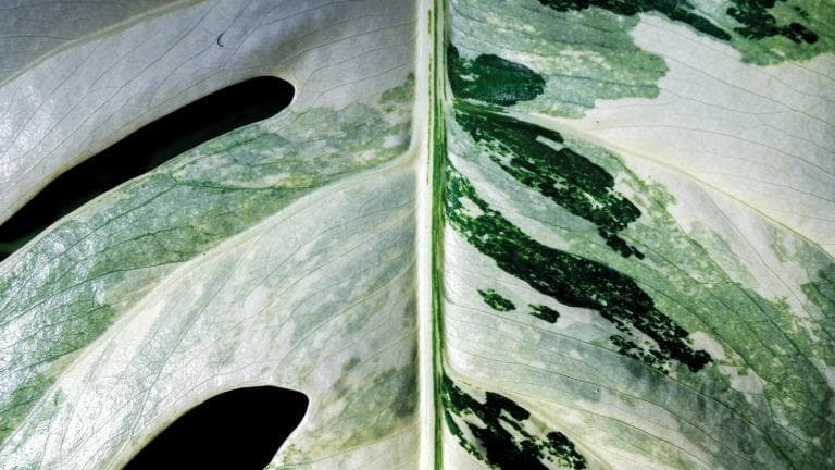 431 Urban Forest ไม้ใบที่รัก EP.02