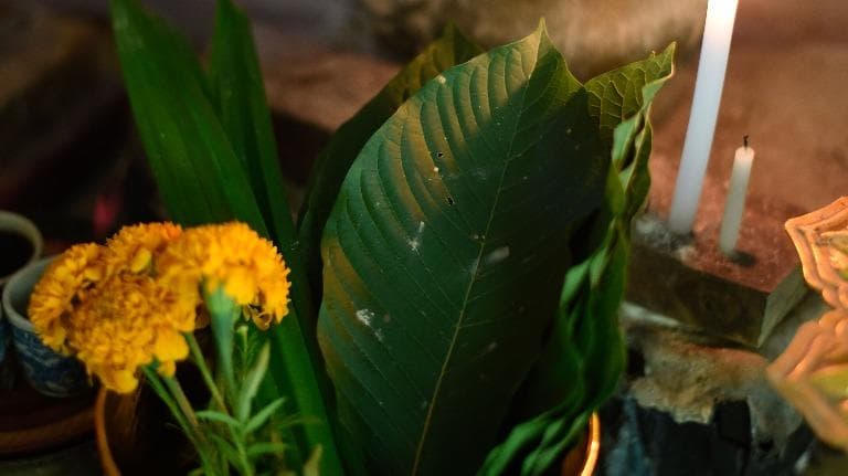 444 กระท่อม การกลับมาของยาต้องห้าม ภาค ๒