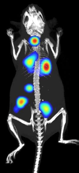 Advancements in preclinical imaging: a look into the future of drug development