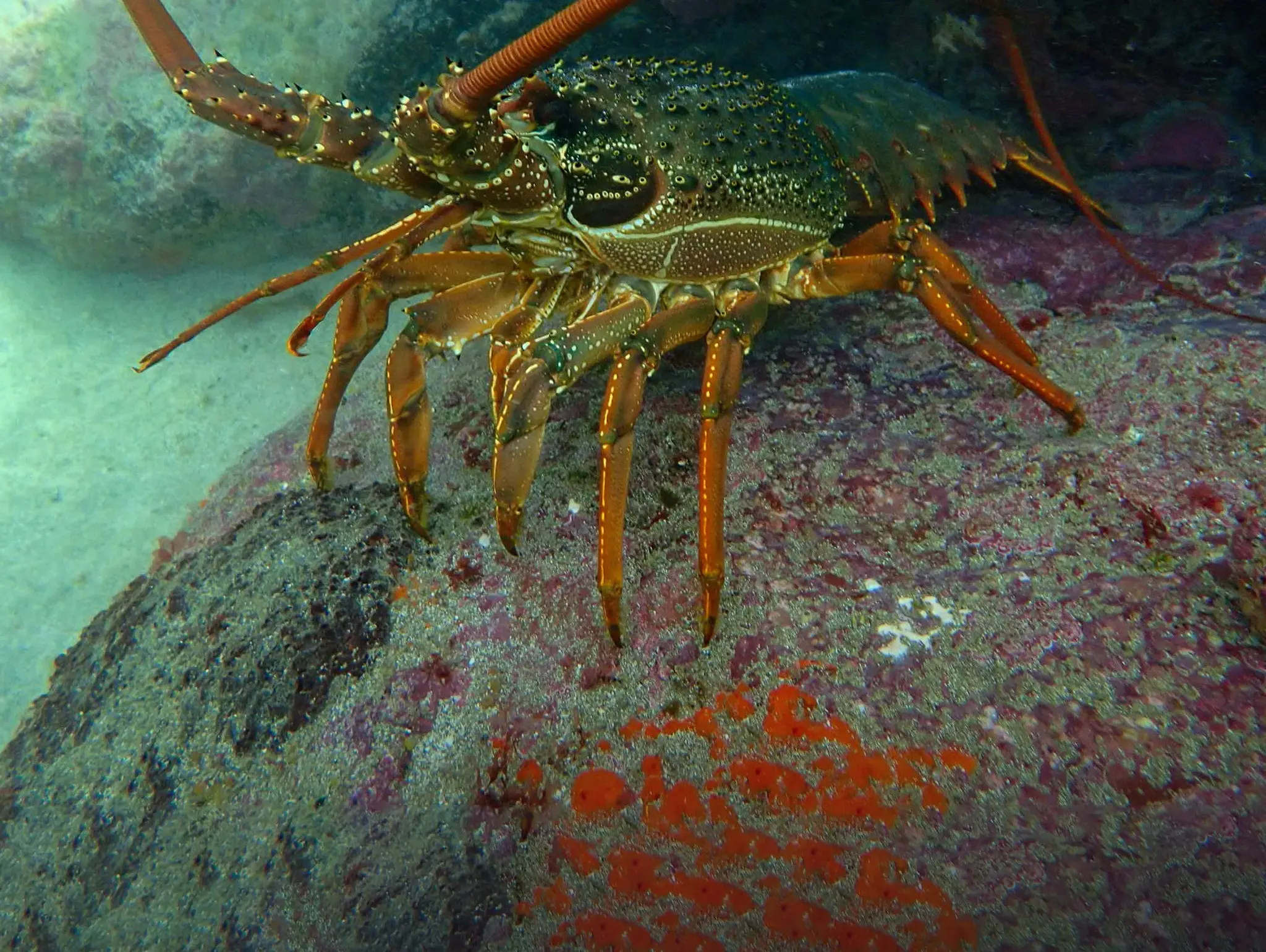 NEW TAIL WIDTH MEASUREMENT FOR PACKHORSE ROCK LOBSTER
