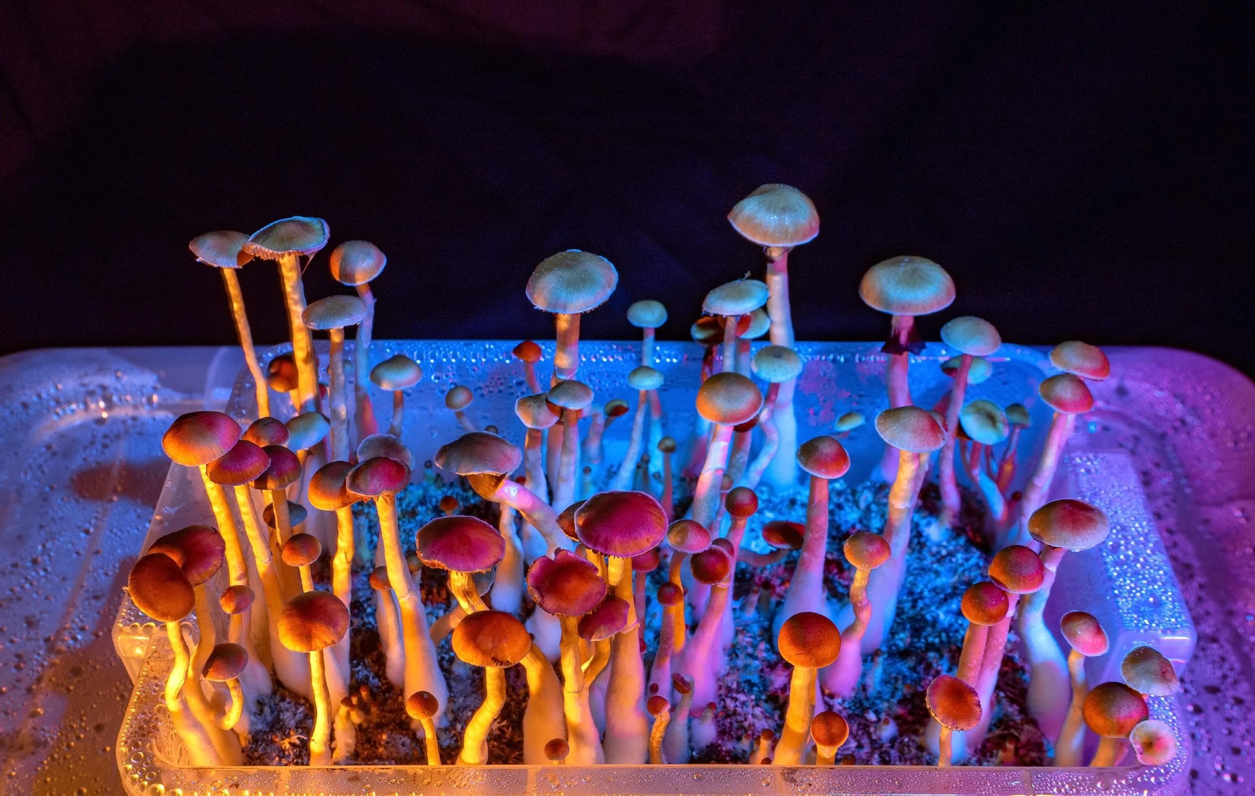 Psychedelic medicines and the treatment of neurological conditions