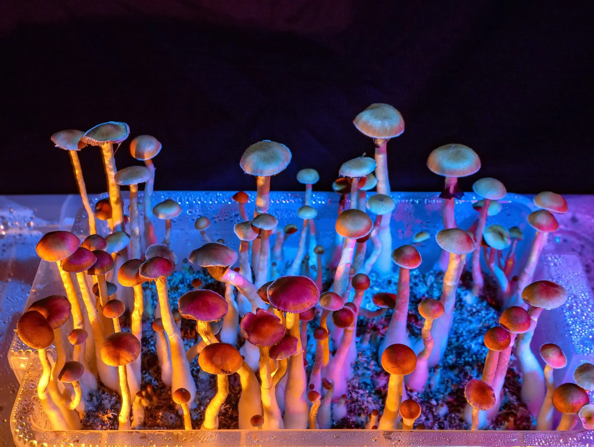 Psychedelic medicines and the treatment of neurological conditions
