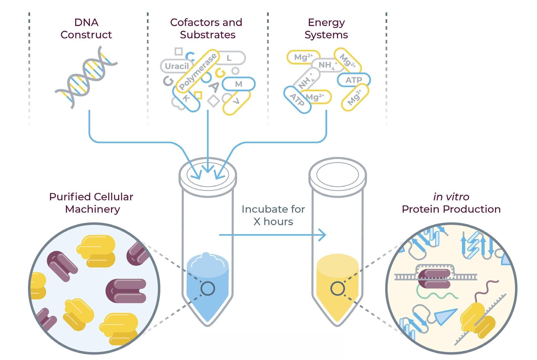 The role of protein synthesis in drug discovery and development
