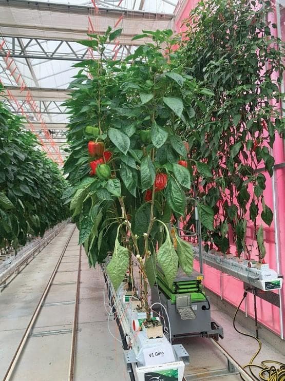 PROTECTED CROPPING WA Workshop Series