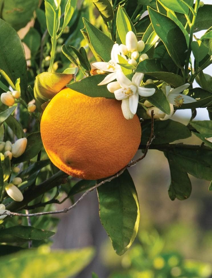 WA CITRUS Report