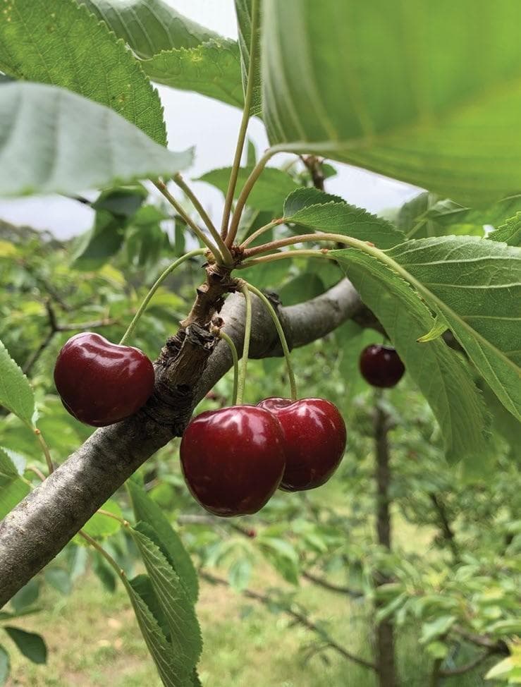 WA STONEFRUIT