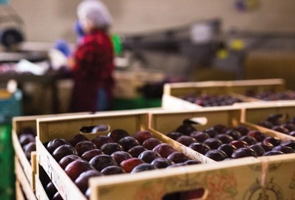 Market West THROUGHPUT REPORT