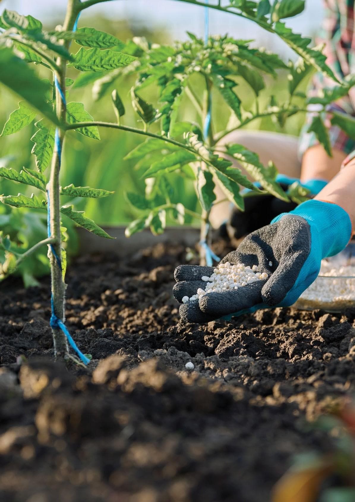 POTENTIAL BENEFITS of the use of controlled release fertilisers for vegetable production