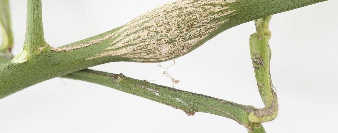 What to do if you find CITRUS GALL WASP