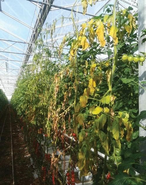 UNDERSTANDING Tomato Brown Rugose Fruit Virus