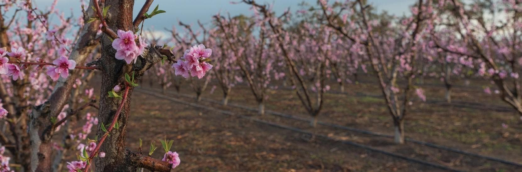 PLUM POSITION FOR AUSSIE CROP
