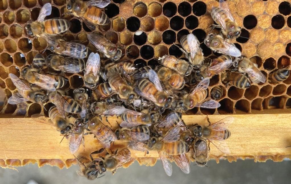 Western Australia’s defence against VARROA MITE