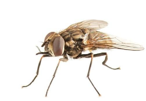 Shire of Gingin Tackling the ‘BITING FLY’ SCOURGE