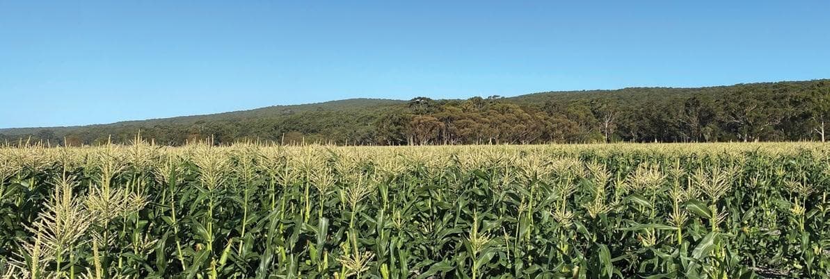Applying lessons in a biomineral approach to vegetable production across WA