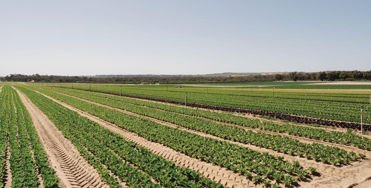 FSANZ PPP roll-out update for WA growers