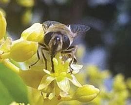 NEW POLLINATION AGENTS