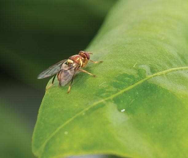 The Importance of Safe Farms