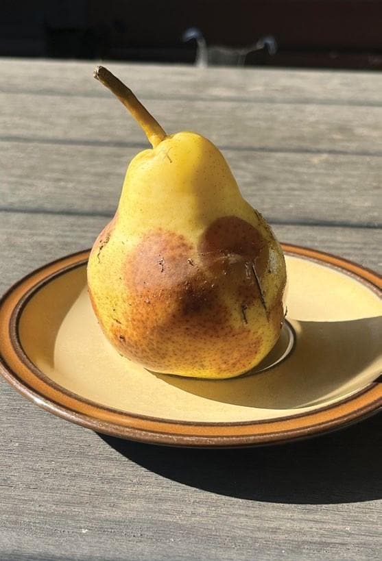 ON FARM PHYTOPHTHORA BAITING for early disease detection