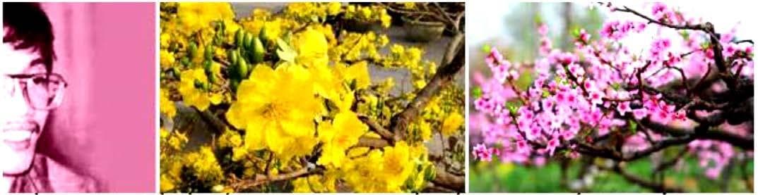 Vương Giả Chi Hoa