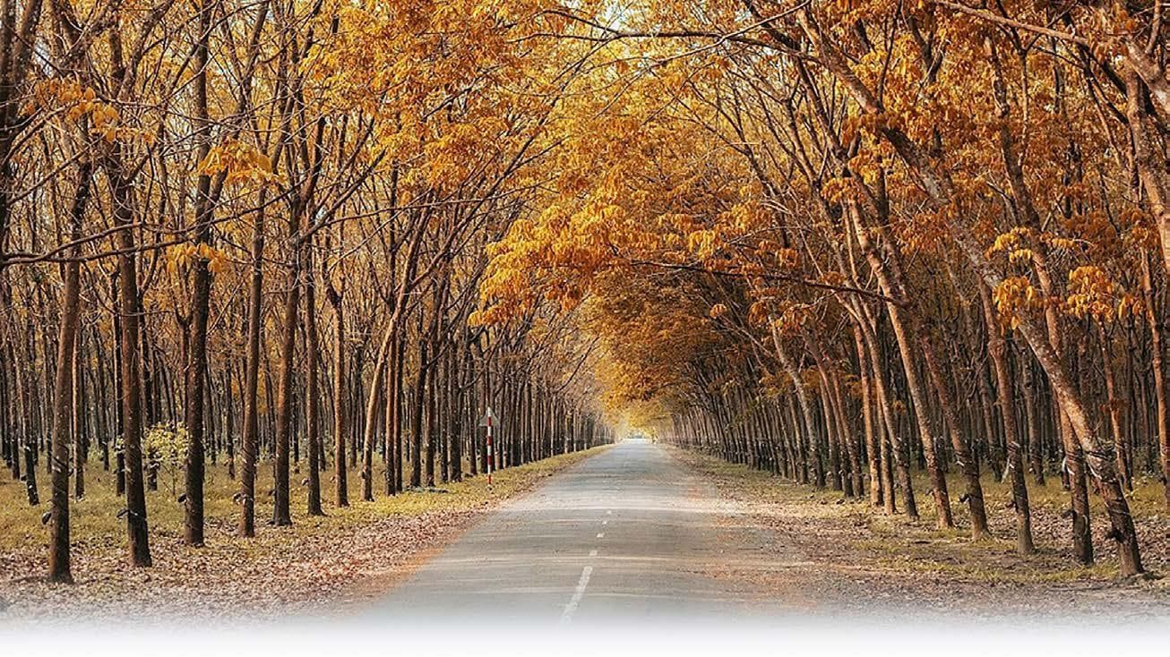 Mùa cao su rụng lá