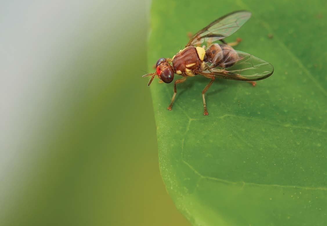 DPIRD QFLY BIOSECURITY RESPONSE