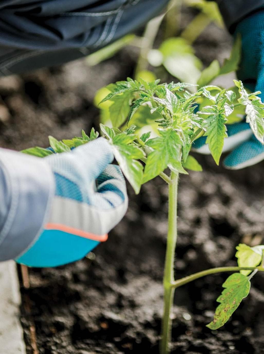 TOMATO BROWN RUGOSE FRUIT VIRUS update