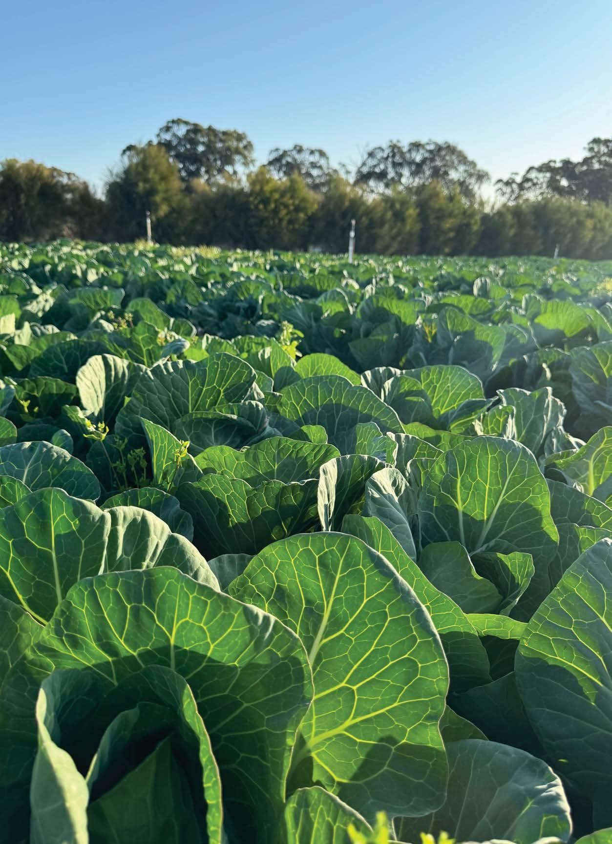 DIAMONDBACK MOTH MANAGEMENT: The importance of crop monitoring