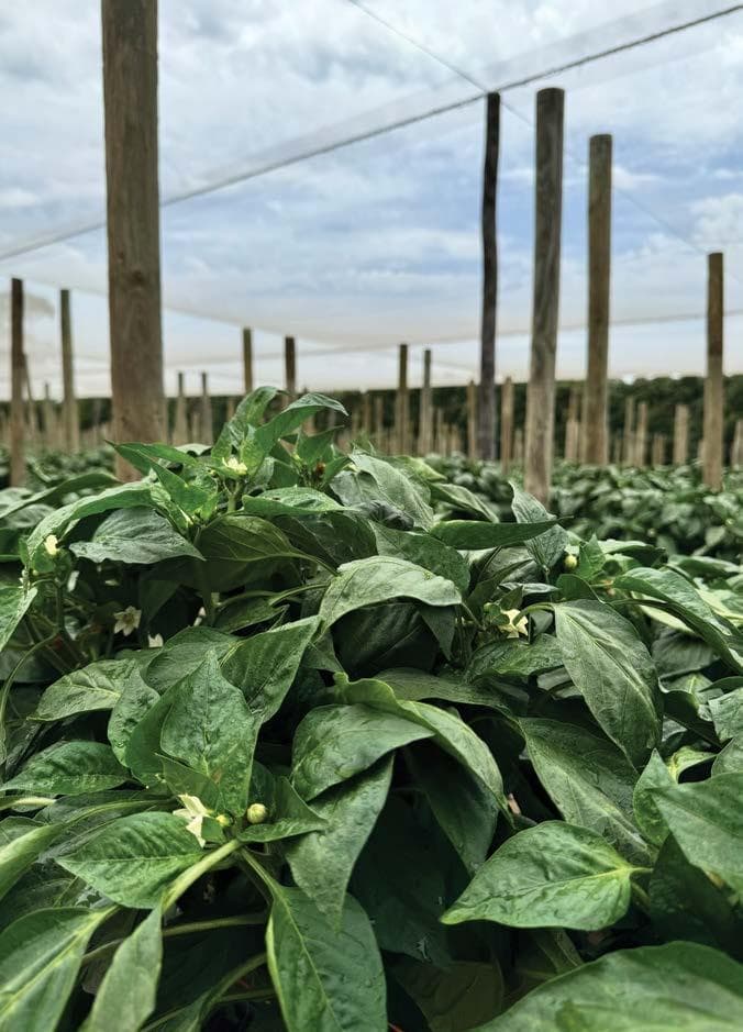 Gnangara growers SECURE STATE GOVERNMENT GRANTS for water use efficiency