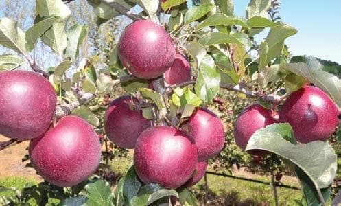 WA Narrow Orchard Systems ROOTSTOCK EFFECT ON NURSERY TREE SIZE Project update