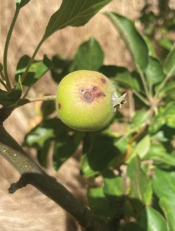 APPLE SCAB PROJECT underway