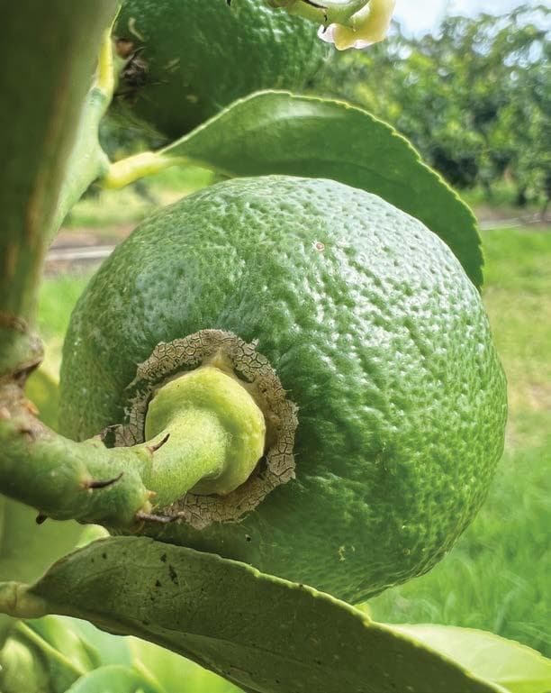 PEST MANAGEMENT in lemon orchards