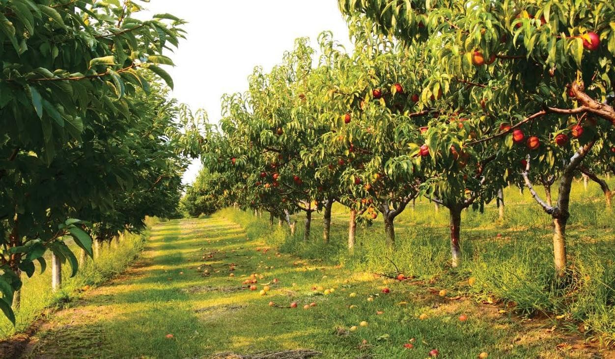 SIGNALS WESTERN AUSTRALIA’S ROLE IN TRANSFORMING FOOD SYSTEMS